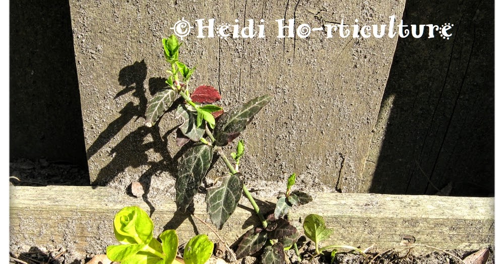 The Practical Plant Geek