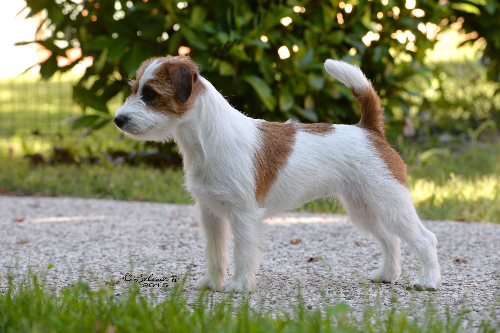 stripping jack russell broken