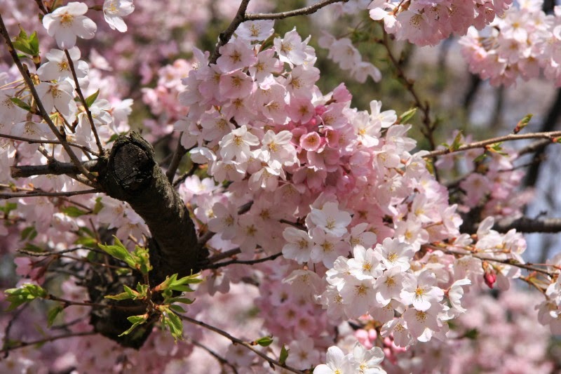 桜