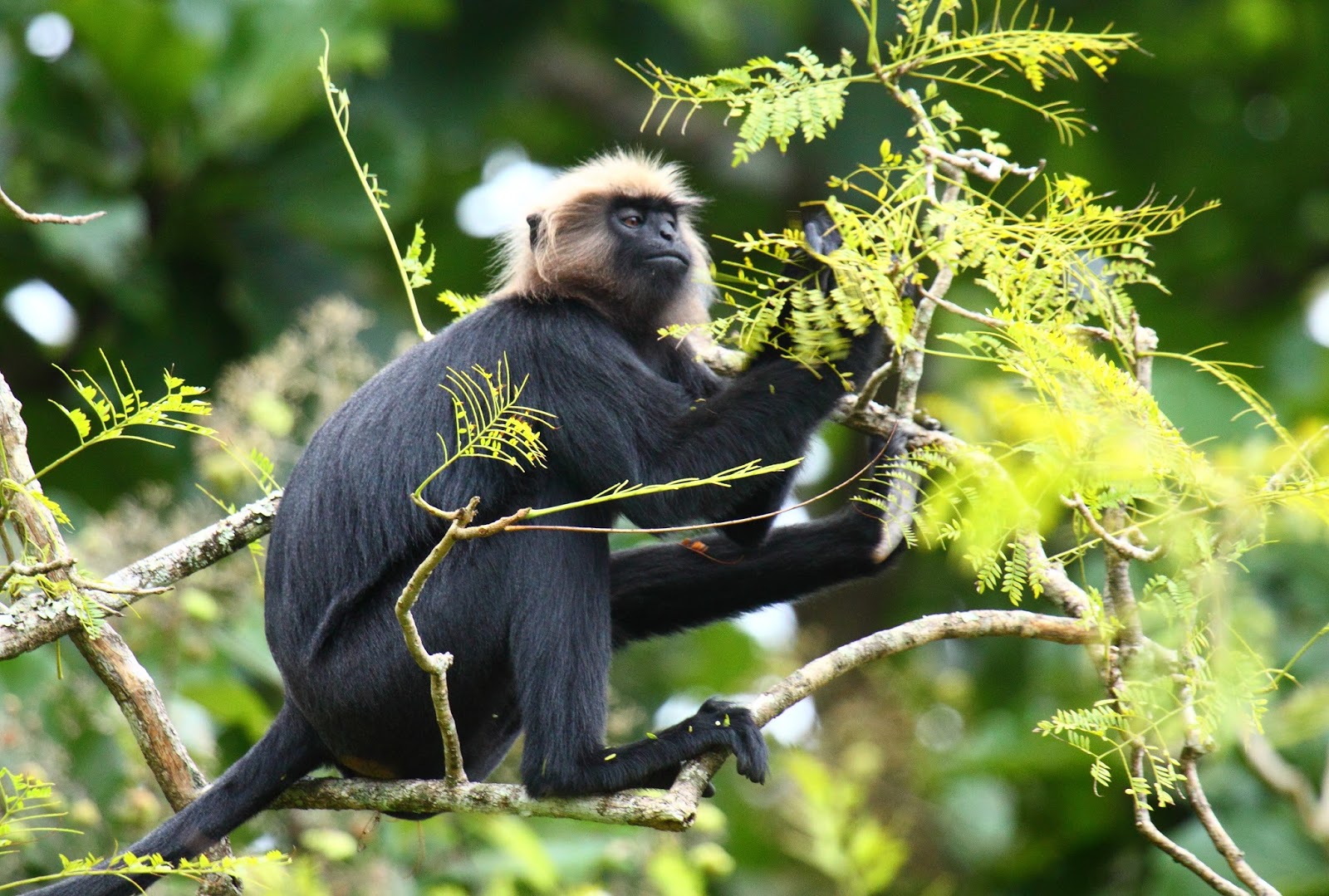 Explore Indialand Endemic Animals Of India Part 1 Explore Indialand Endemic Animals Of India Part 1