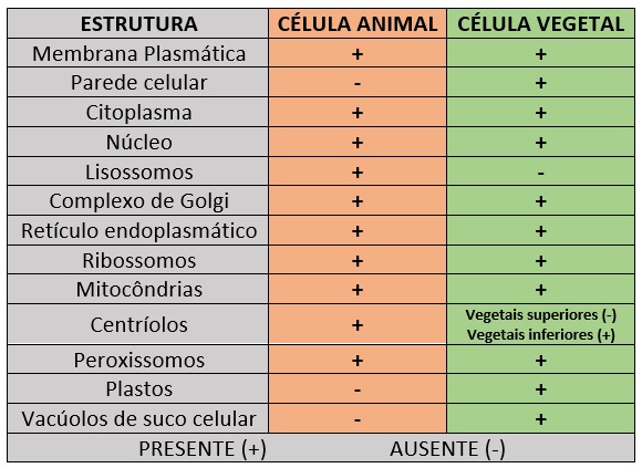 Quadro comparativo, mostrando as diferenças entre as células animais e vegetais.