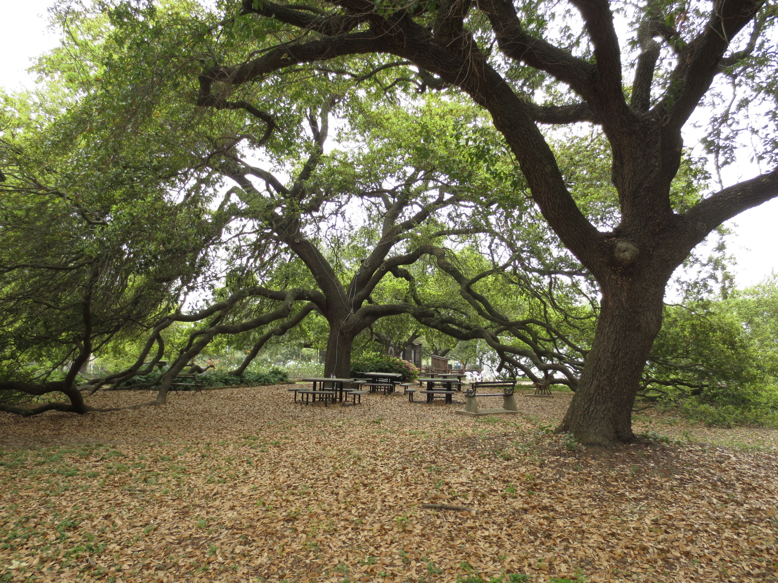 Remarkable Trees of Texas THE MOST BEAUTIFUL TREE IN DOWNTOWN HOUSTON