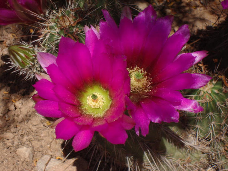 Remarkably Neon Bright Cactus Flowers
