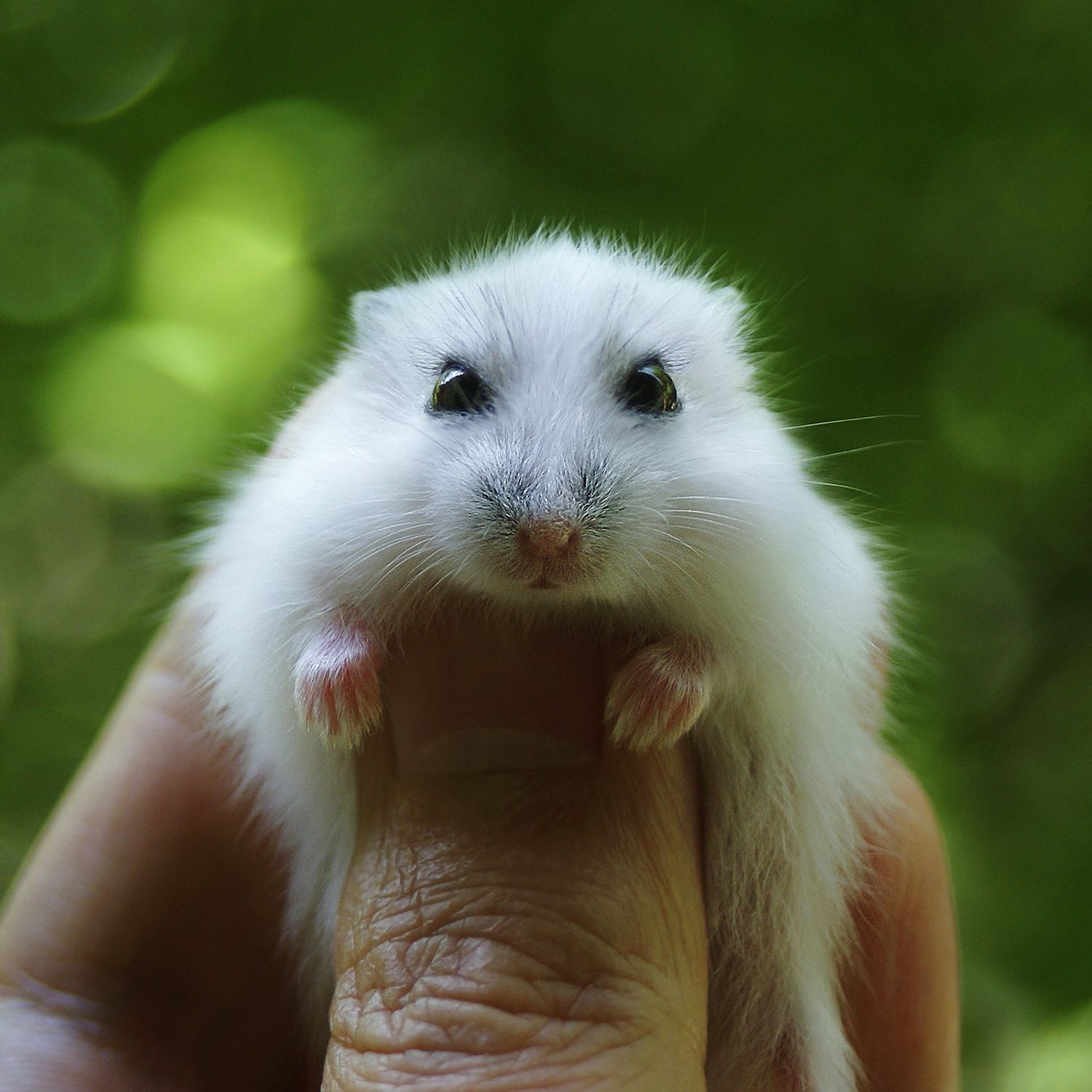 Hamster coin криптовалюта. Камбо хамстер. Красивые хомячки. Монета хамстер. Джунгарики.