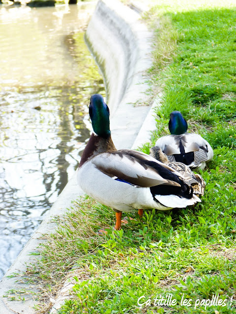 Ça titille les papilles ! Canards, Colvert, Lac, contraste