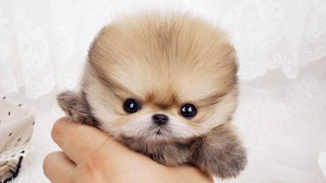 Where To Buy Teacup Pomeranian Puppies