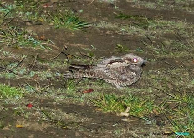 Γιδοβύζι στην Καστοριά (φωτο)