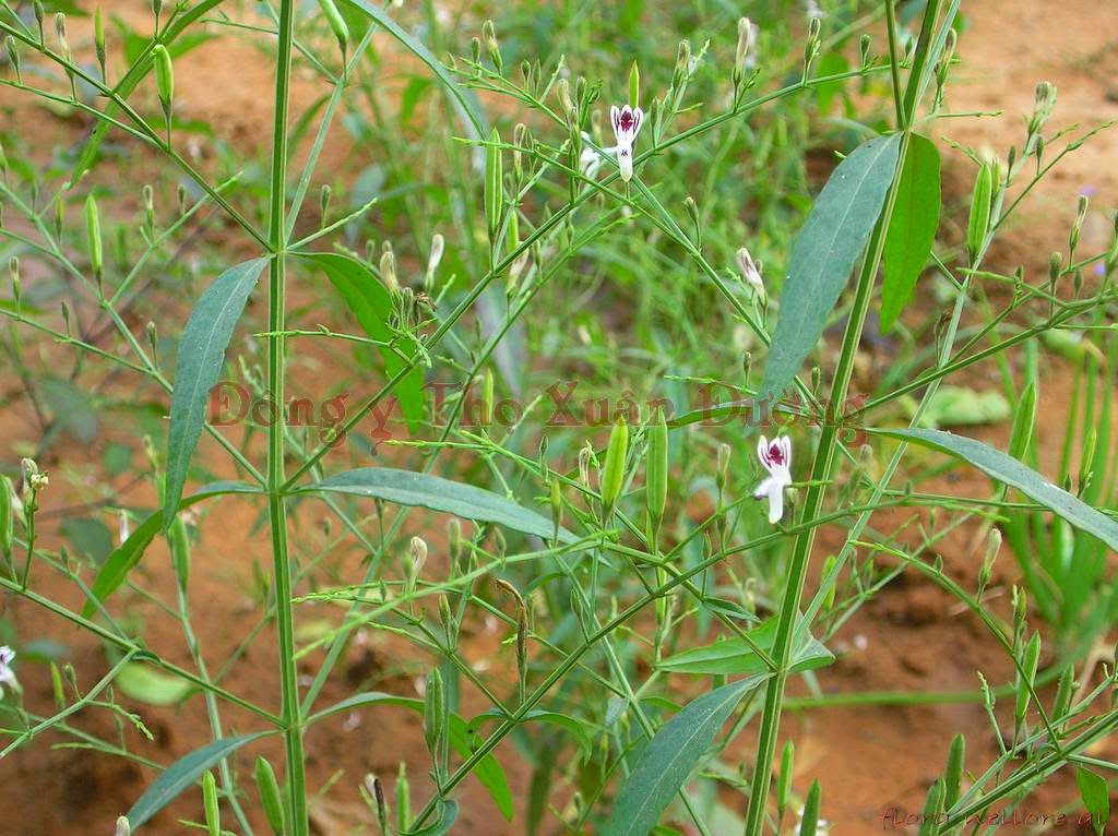 හීං බිංකොහොඹ [Heen Binkohomba] (Andrographis paniculata) අපේ ඔසුපැළ