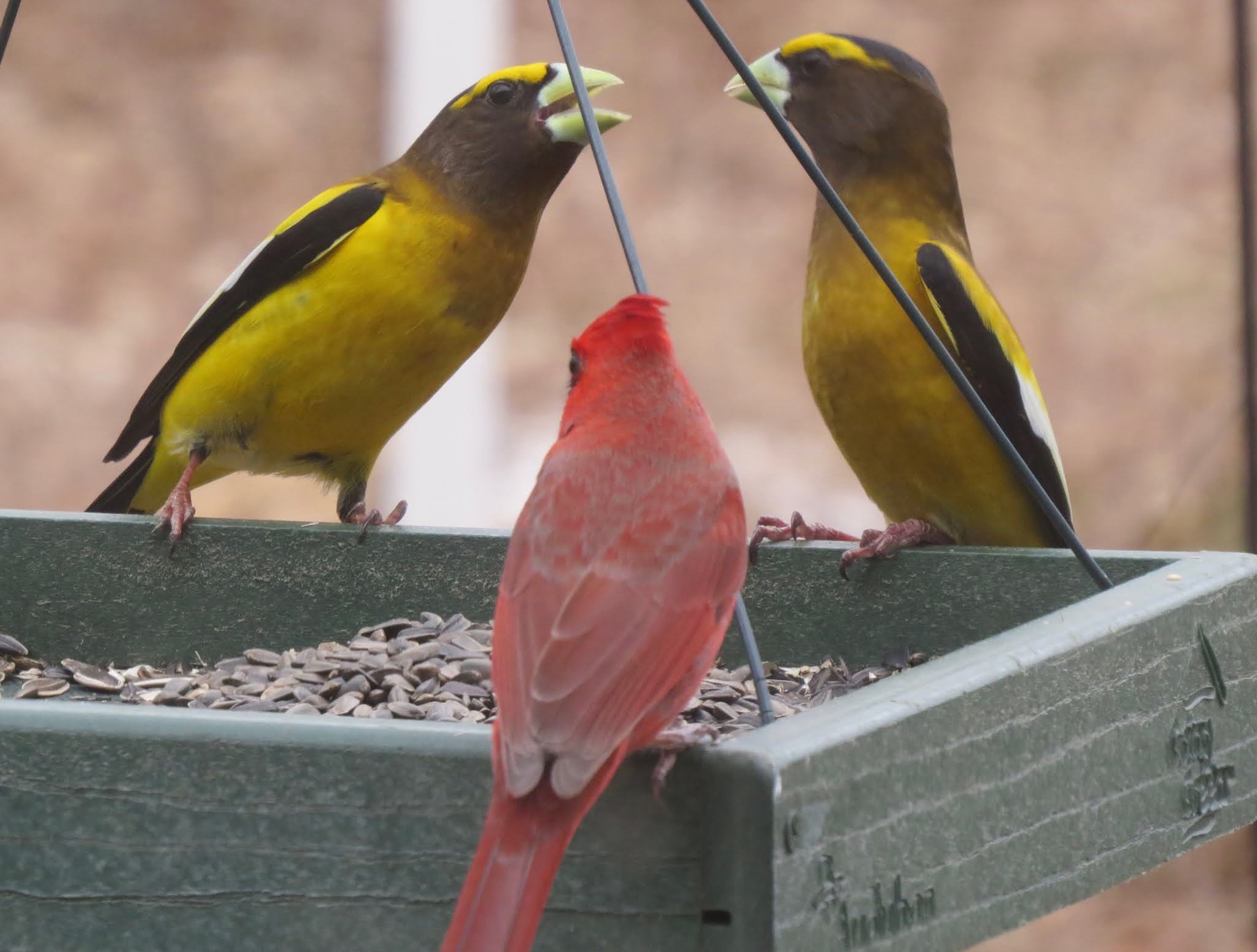 Vermont Birds and Words Northern Birds on Their Way!!!!