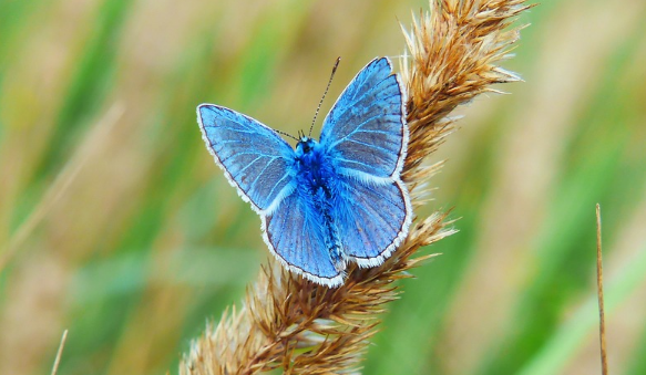 CONTOH PTK BIOLOGI SMA STRATEGI ACTIVE LEARNING TIPE PEER