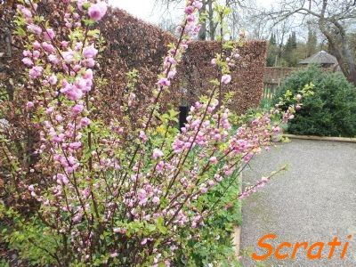 Scrati: Botanischer/Japanischer Garten in Augsburg