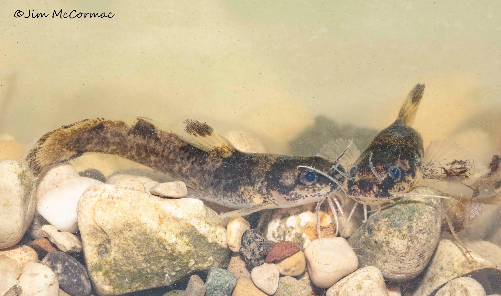 Ohio Birds and Biodiversity An aquatic expedition produces venomous