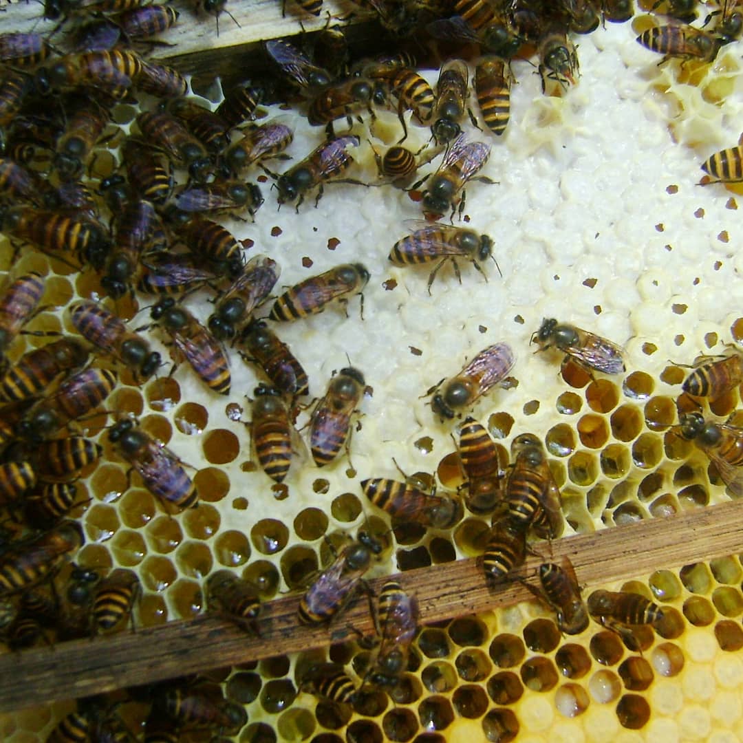 penangkaran lebah klik gambar dibawah