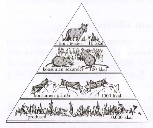 40 Soal Biologi Hots Tentang Ekosistem Kunci Jawaban Muttaqin Id