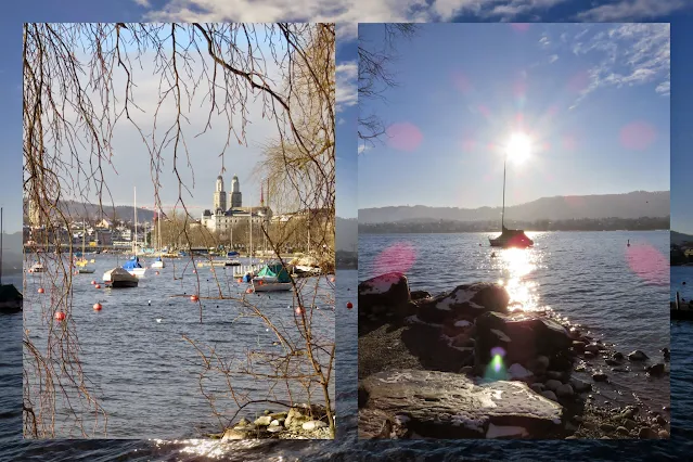 Birds in Switzerland: photos of Lake Zurich