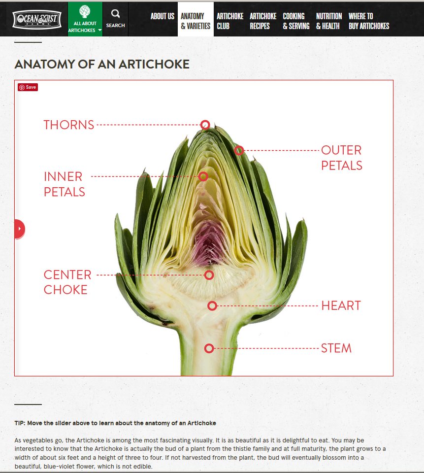 Botanical Accuracy Anatomy of artichoke heads