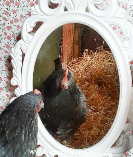 Chicken Coop Decor for the Posh Flock - Fresh Eggs Daily® with Lisa Steele