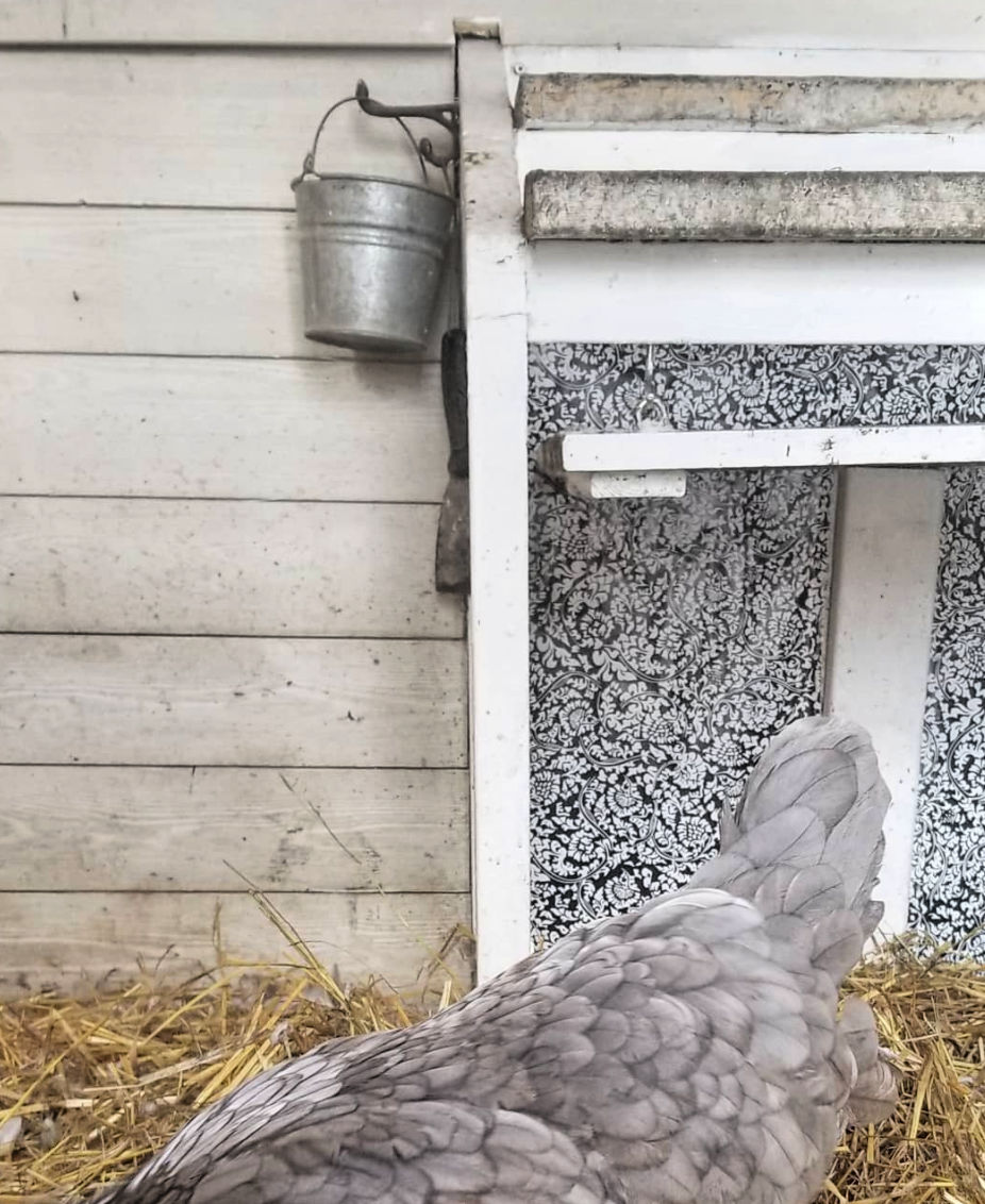 All about Roosting Bars in your Chicken Coop Fresh Eggs Daily® with