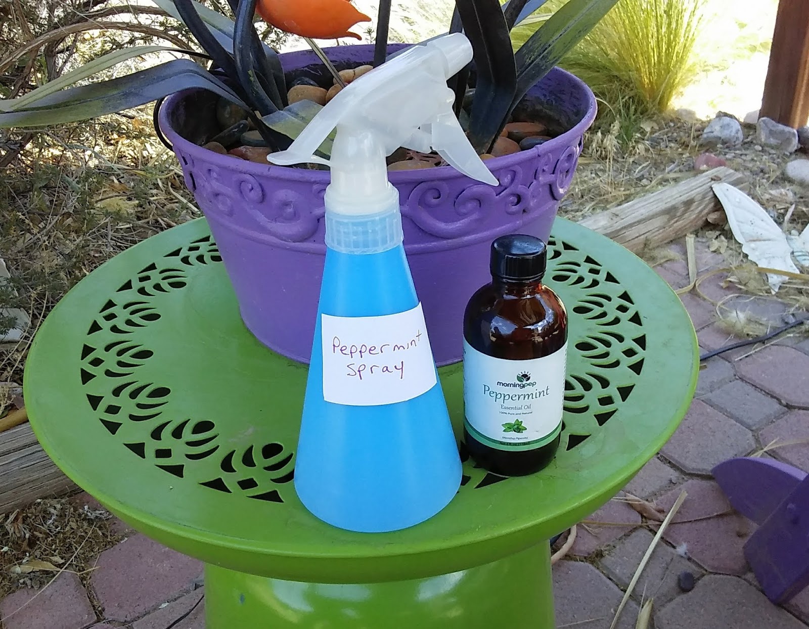 Mom Knows Best Safe Ways For Pest Control In And Around Your Home