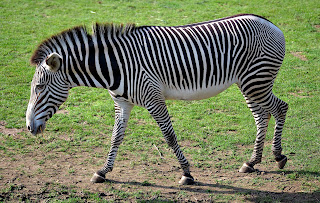 Grevy zebrası (Equus grevyi)