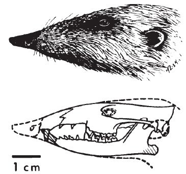 Zalambdalestes skull