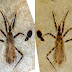50 Million-Year-Old Fossil Assassin Bug Has Unusually Well-preserved Anatomy