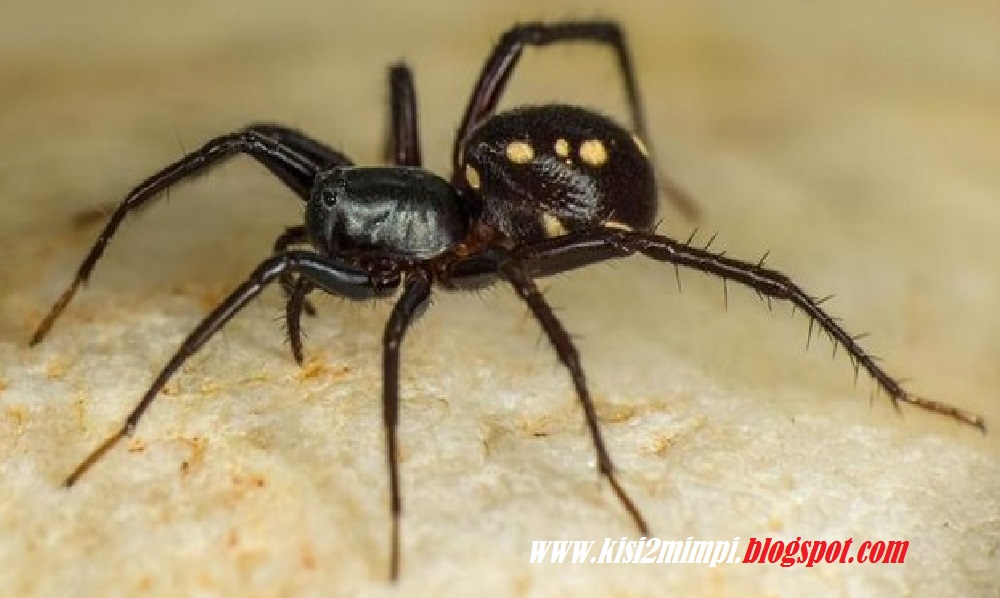 Mimpi Laba-Laba (Menurut Primbon) Bag-Ii - Gonvazaki !!