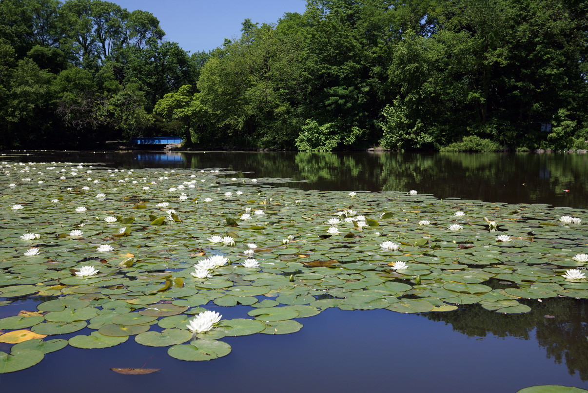 DM Carpenter Photography Water Lilies on the Lake