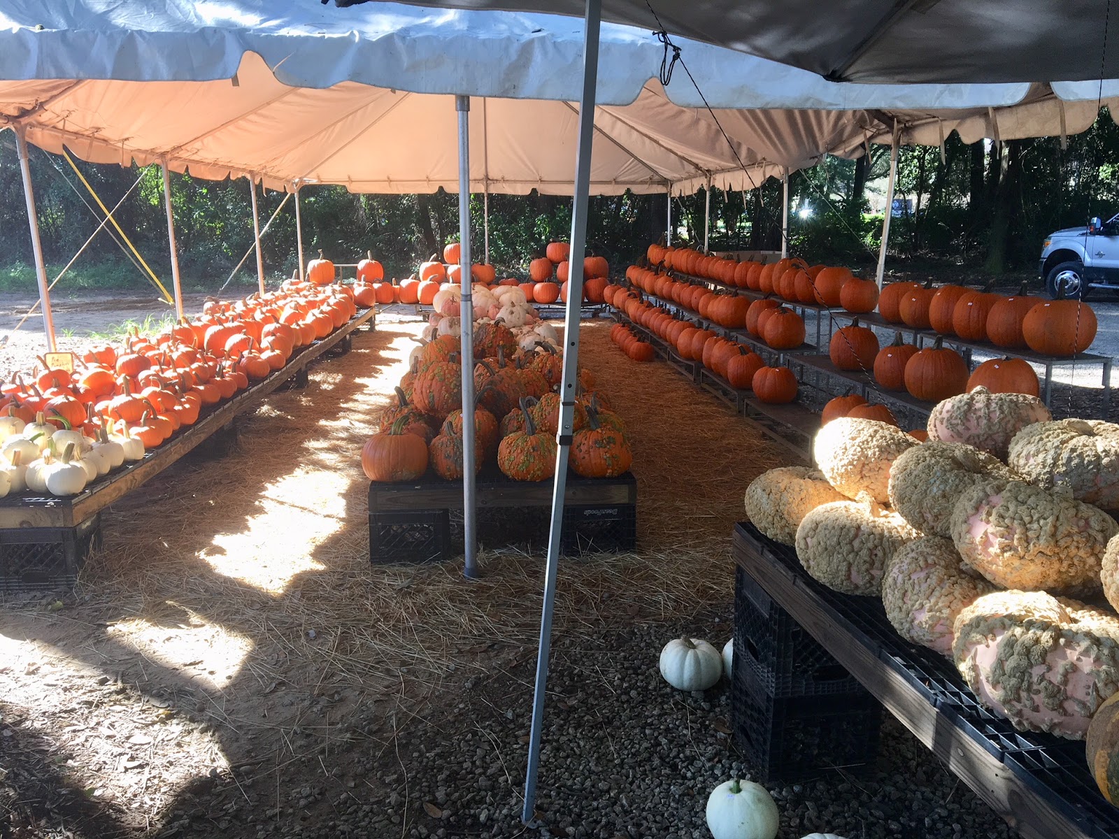 The Uptown Acorn Fall Breakin' {Hazel's Market Daphne, AL}