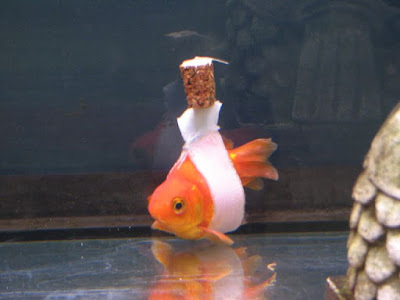 Someone built a ‘goldfish wheelchair’ for a fish that couldn’t stay upright  