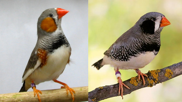 Membedakan Kelamin Jantan Betina Zebra Finch Burung Finch