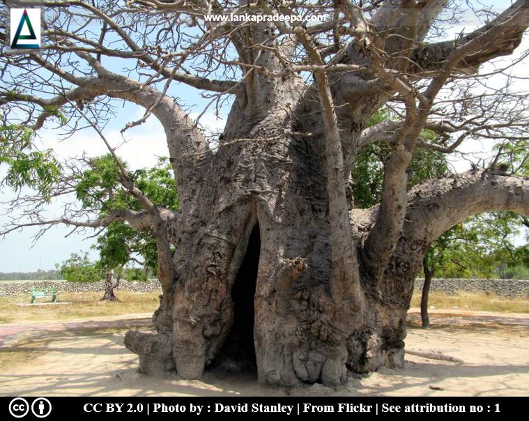 Baobab Tree, Delft Island