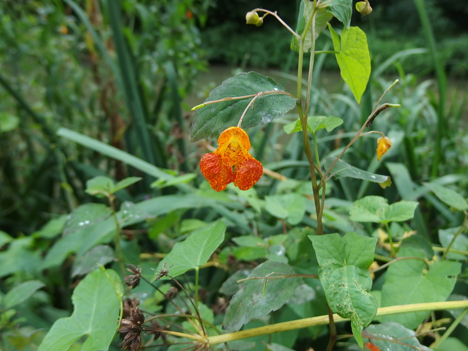 Wildflower Wednesday Jewelweed