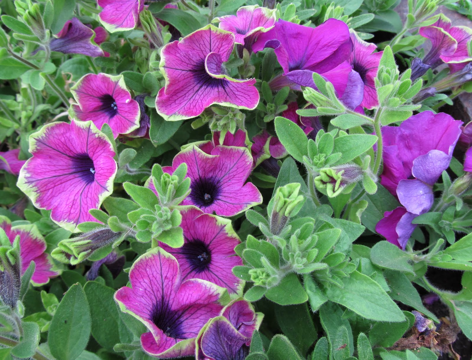 Dr. Dan's Garden Tips Passionate About Petunias