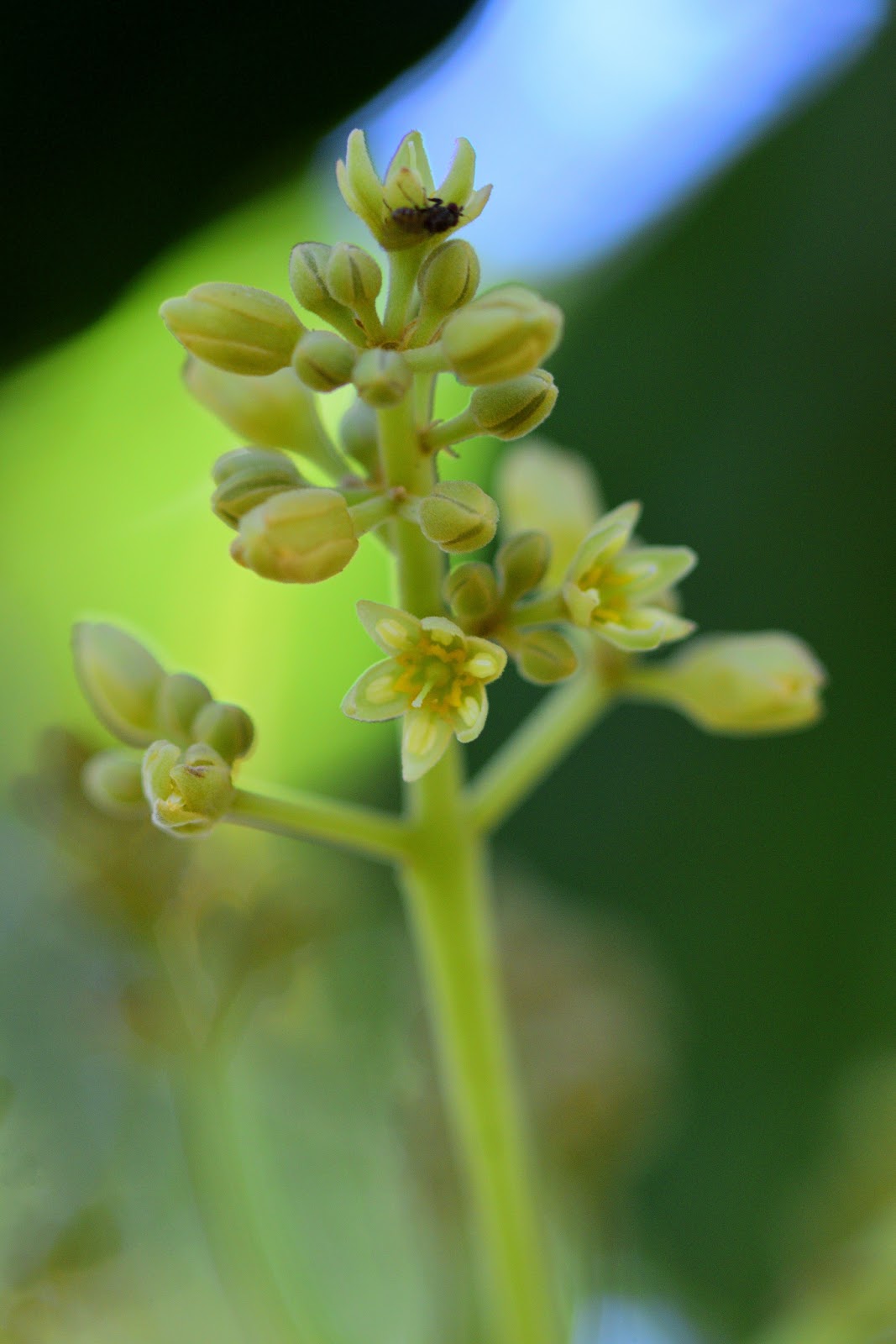 Avocado Flowers and Buds