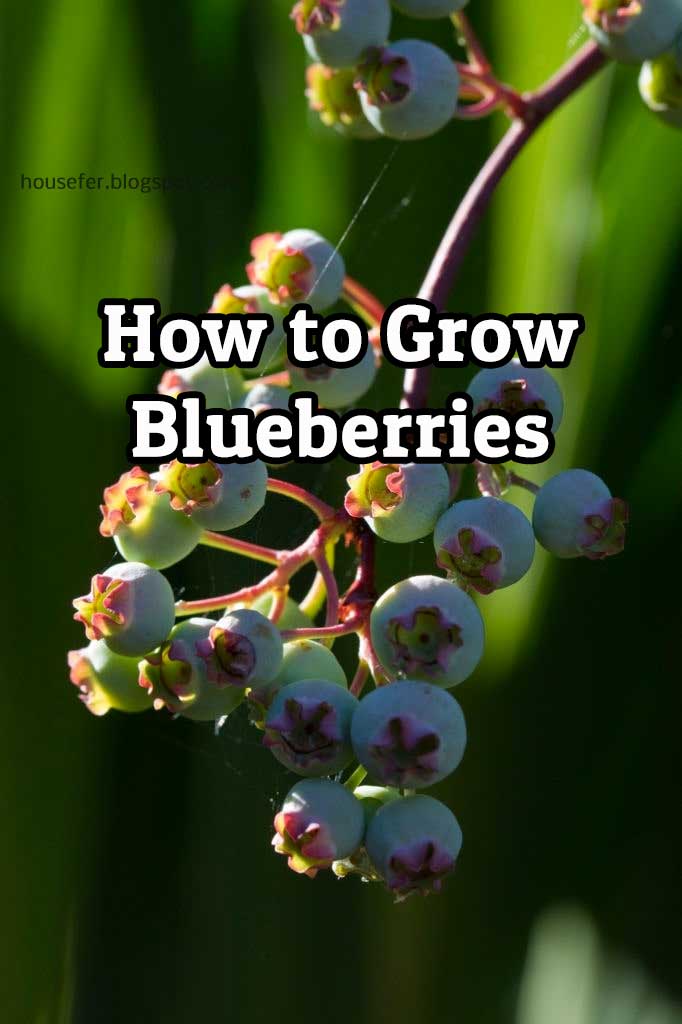 How to Grow Blueberries