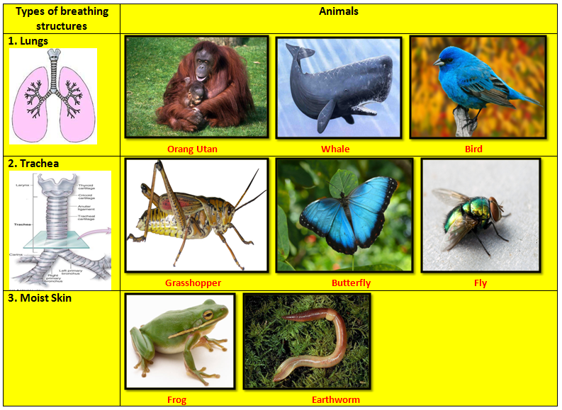 to Miss Ng Science's World