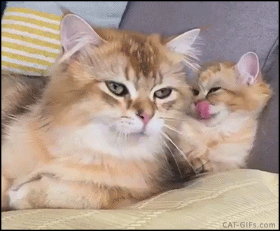 Funny cats - part 231, best funny cats, cat gif, adorable cat gif