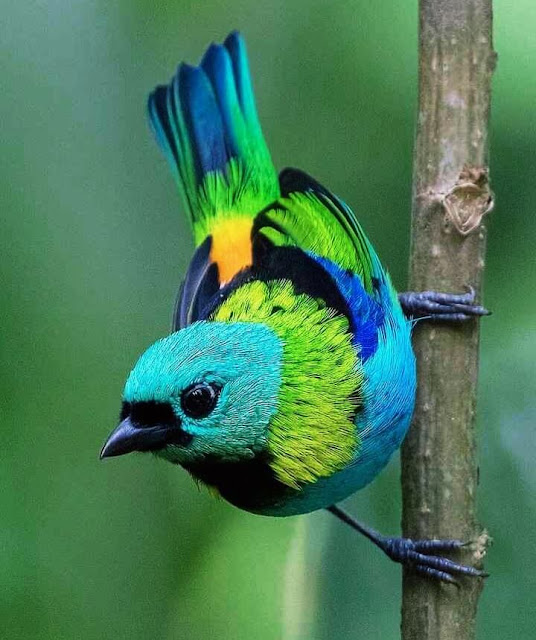 Beautiful Birds Images