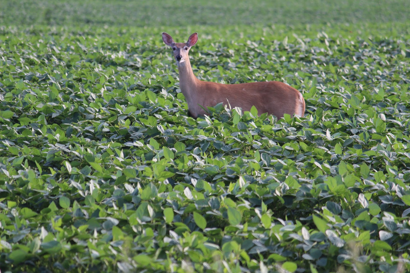 Far Side of Fifty Oh Deer!