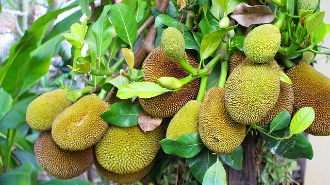 Durian fruit medicinal properties