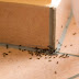 Μυρμήγκια στο σπίτι; Εξαφάνισε τα με 10 φυσικούς τρόπους!