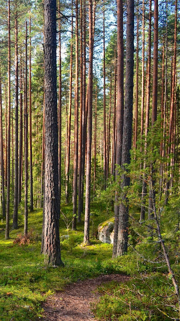 Pine Forest Wallpaper, Path, Nature