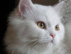 Mudar cor olhos no Gimp