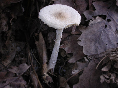 Lepiota Sp, jamur berbahaya dan beracun