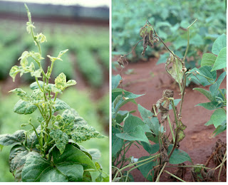 Although bean varieties resistant to bean common mosaic virus exist, these plants die off if they became infected with another virus, called bean common mosaic necrotic virus that is widespread in Africa. The plant on the left is infected with bean common mosaic virus and the plant on the right is resistant to bean common mosaic virus but has become infected with bean common mosaic necrotic virus (Image credit: CIAT, Uganda).