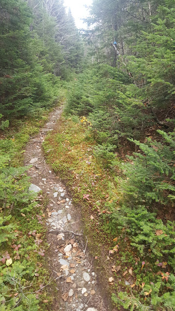 sentier pédestre vers le mont Gosford