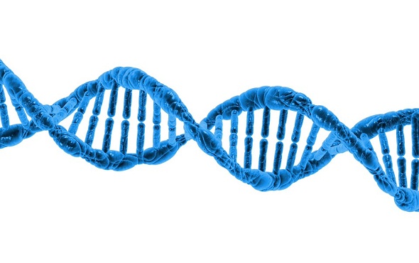 dna - chromosome - كروموسوم