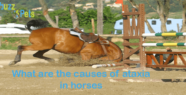 What are the causes of ataxia in horses