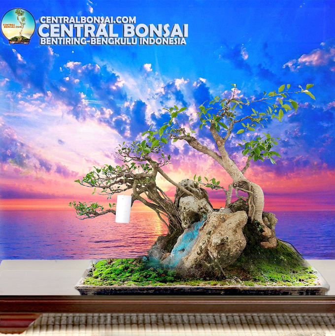 METODE & PANDUAN PENTING MEMBUAT BONSAI BAGI PEMULA